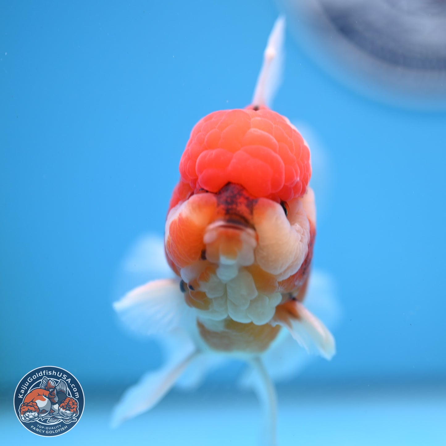 Tricolor Sakura Rose Tail Oranda 3.5 inches Body - Male(250228_OR12)