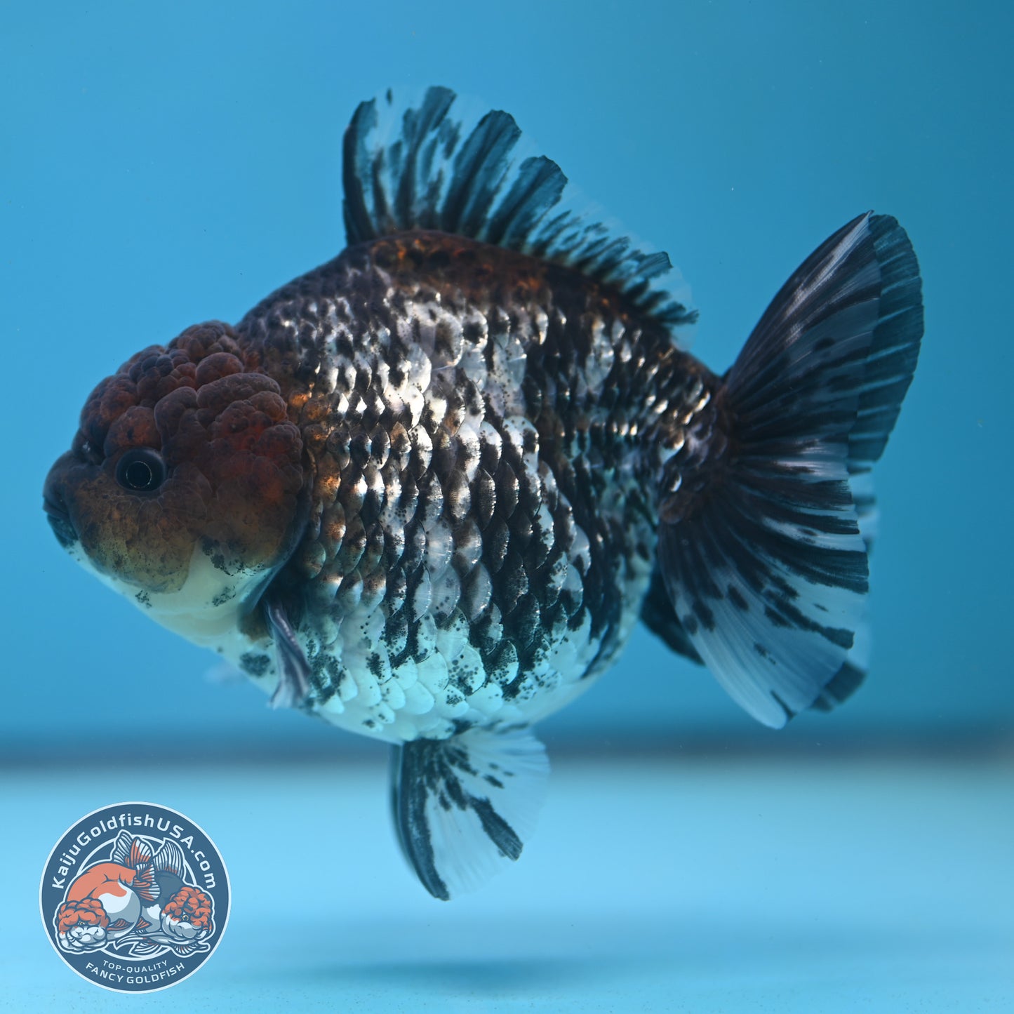 Shogun White Tiger Oranda 4 inches Body (250606_OR12)