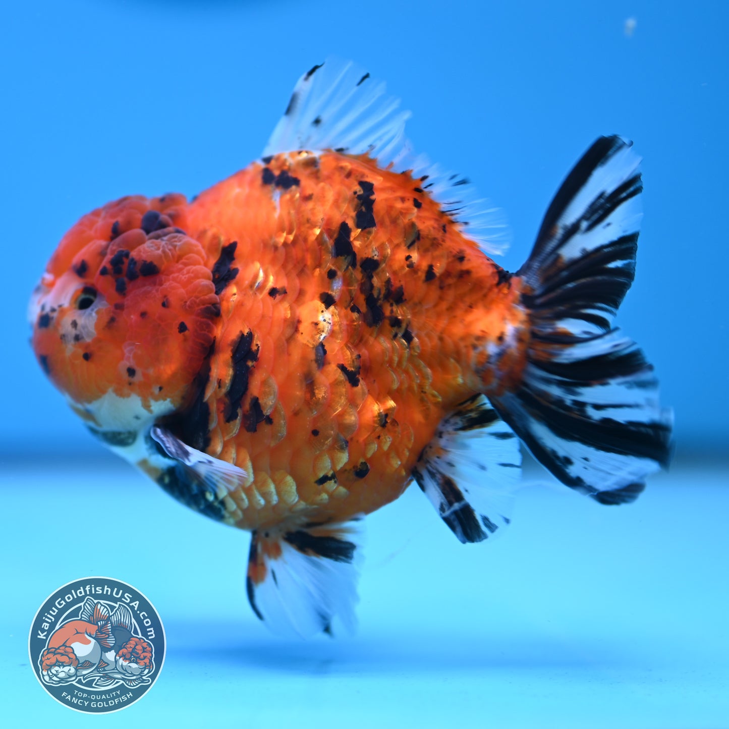 Shogun Tiger Oranda 4 inches Body - Male (250418_OR12)