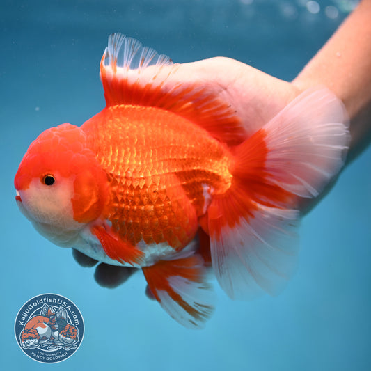Rose Tail Red White Oranda 4.5 inch Body (250912_OR12)