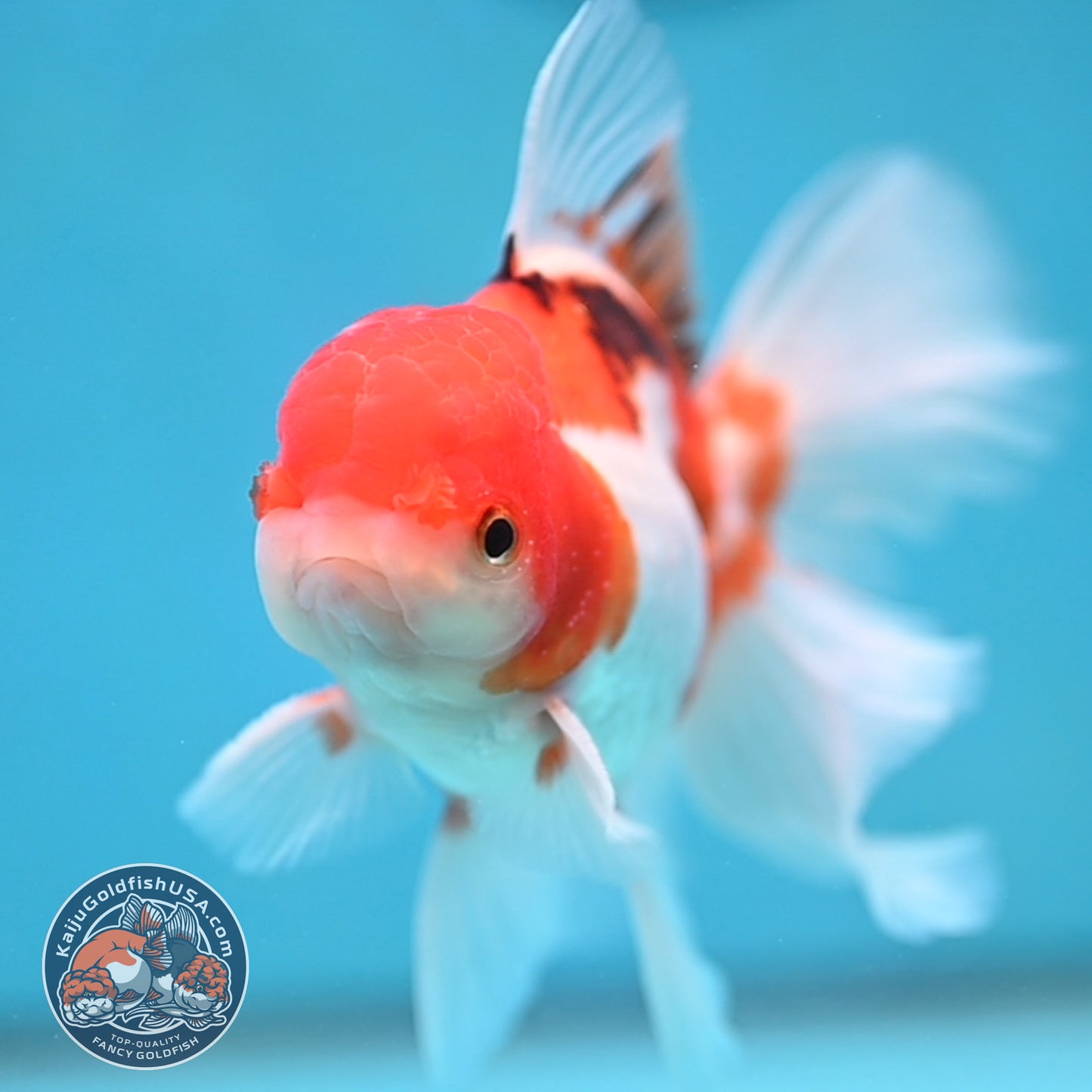 Tricolor Rosetail Oranda 3.5 inch Body (250926_OR12)