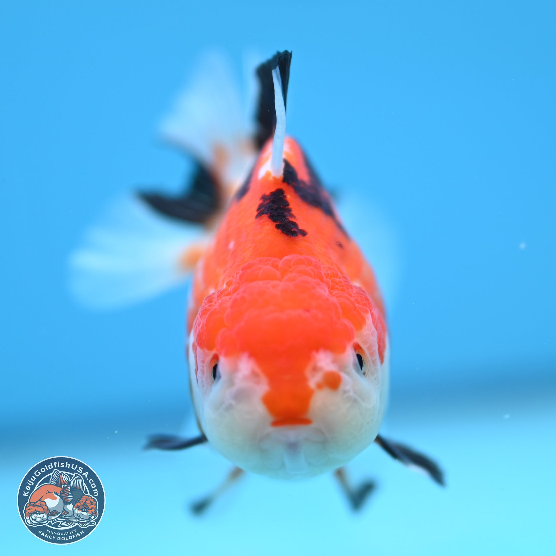 Tricolor Deer Spots Oranda 3.5-4 inches (241004_OR12) - Kaiju Goldfish USA