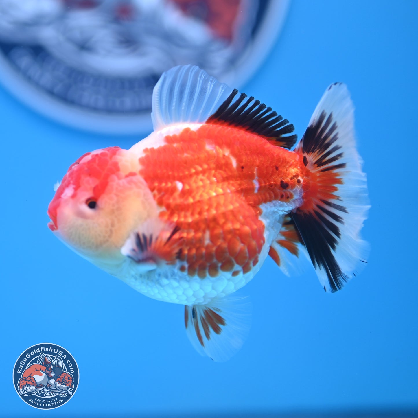 Tricolor Oranda 3.5 inches Body - Male (241227_OR12) - Kaiju Goldfish USA