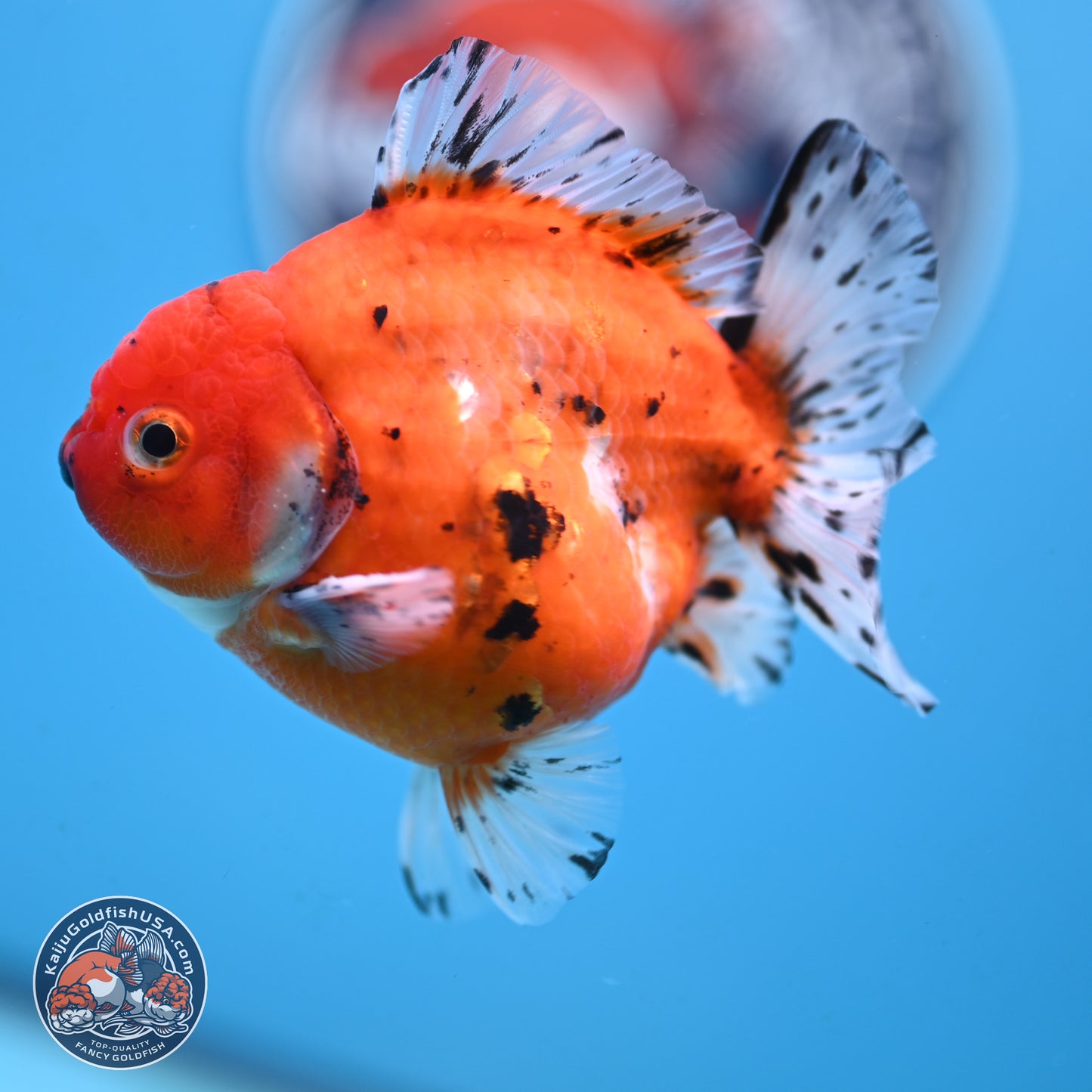 Shogun Tricolor Sakura Oranda 3.75 inches Body - Male (250131_OR12)