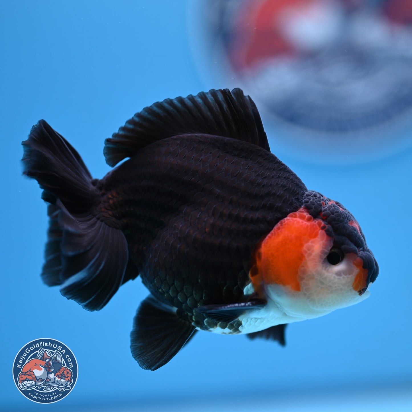 Tricolor Oranda 3.5-4.5 inches (240913_OR12) - Kaiju Goldfish USA