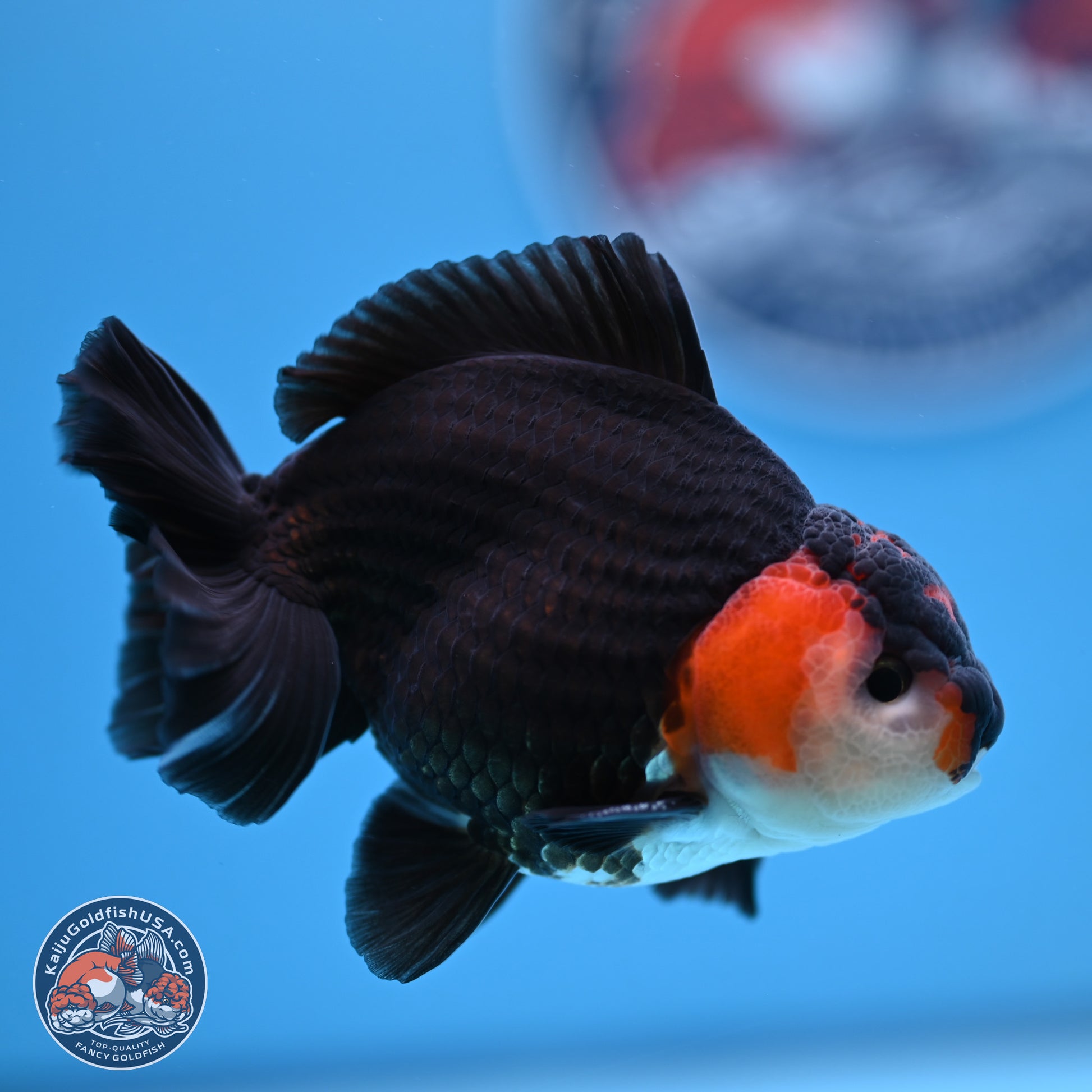 Tricolor Oranda 3.5-4.5 inches (240913_OR12) - Kaiju Goldfish USA