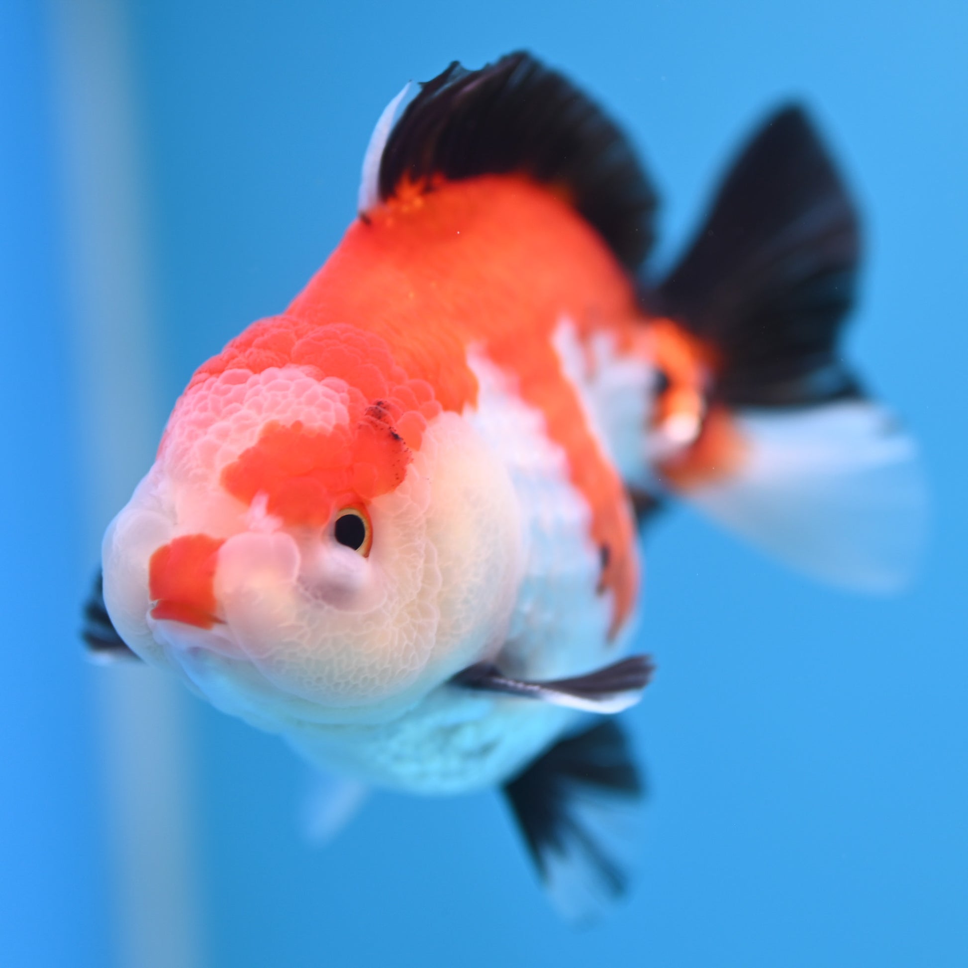 Tricolor Oranda 3.5-4 inches (241011_OR12) - Kaiju Goldfish USA