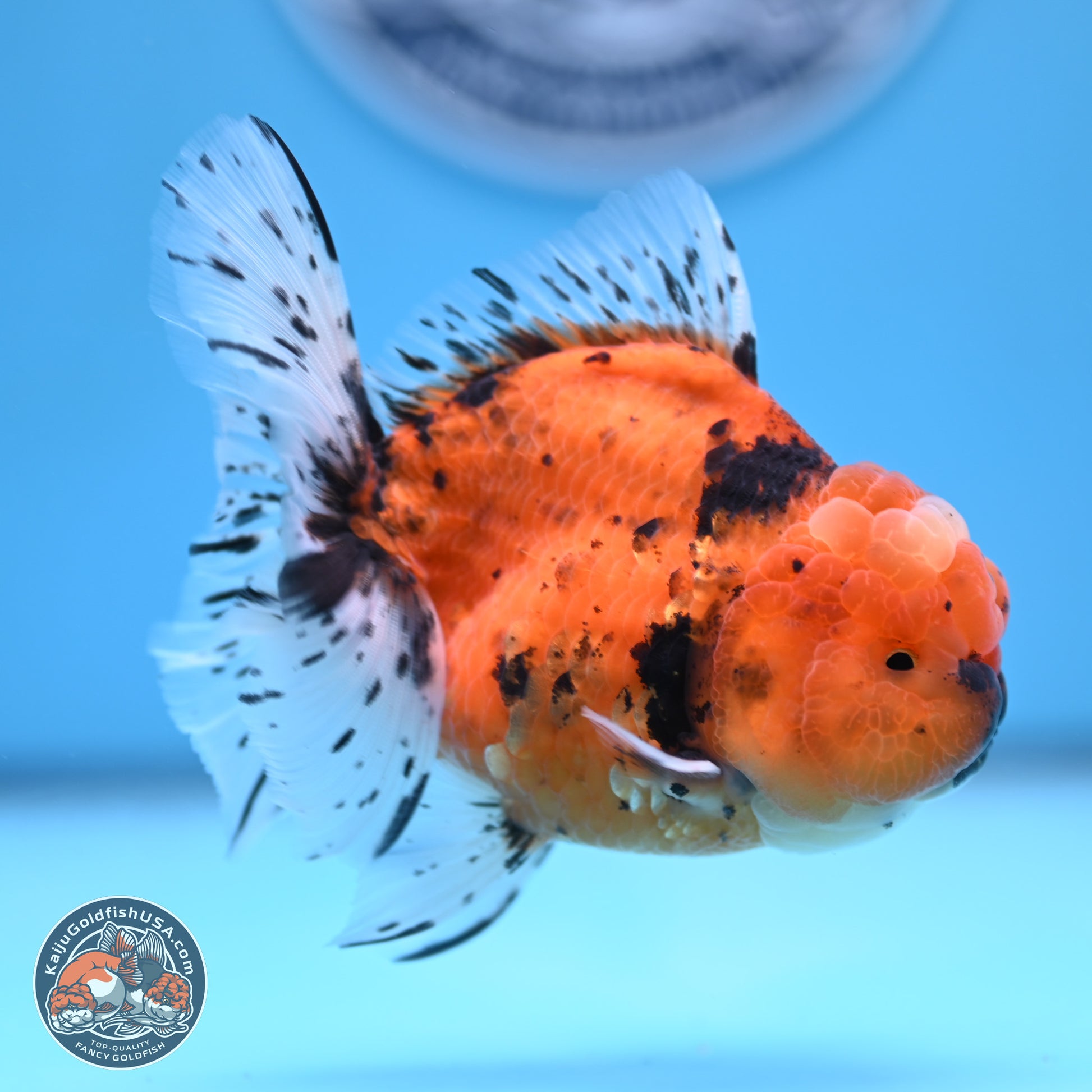 Shogun Tiger Rose Tail Oranda 3.5in Body (240802_OR12) - Kaiju Goldfish USA