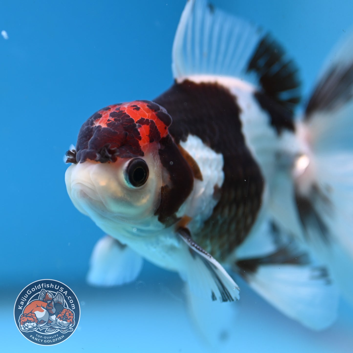 Tricolor Rose Tail Oranda 4 inch Body (251003_OR12)