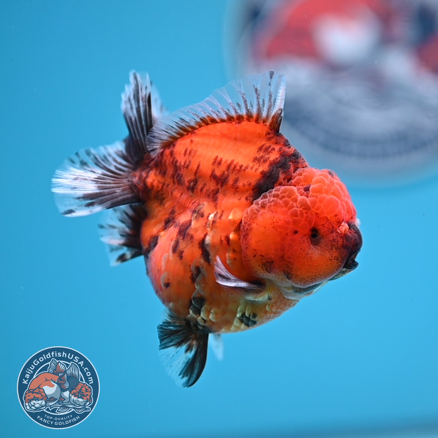 Shogun Tiger Oranda 3.25 inches Body (250530_OR12)