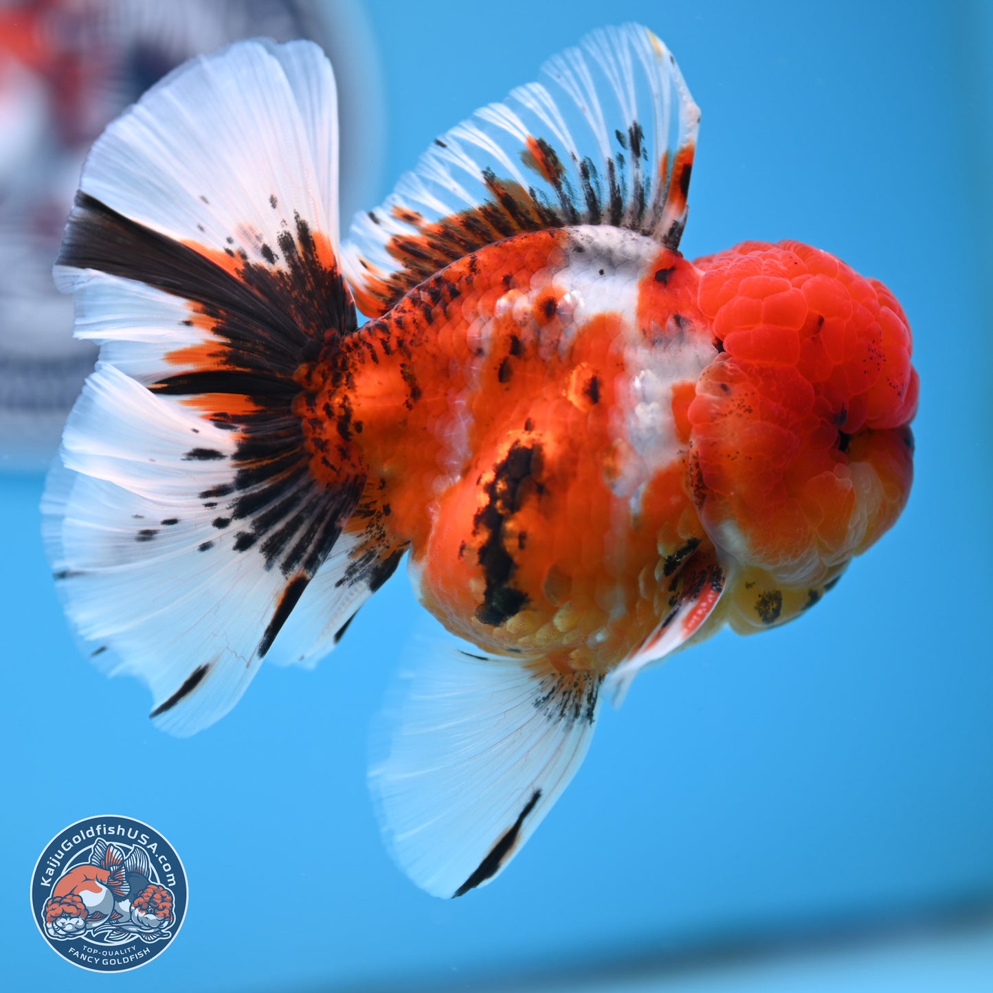 Tricolor Sakura Rose Tail Oranda 3.5 inches Body - Male (250314_OR12)