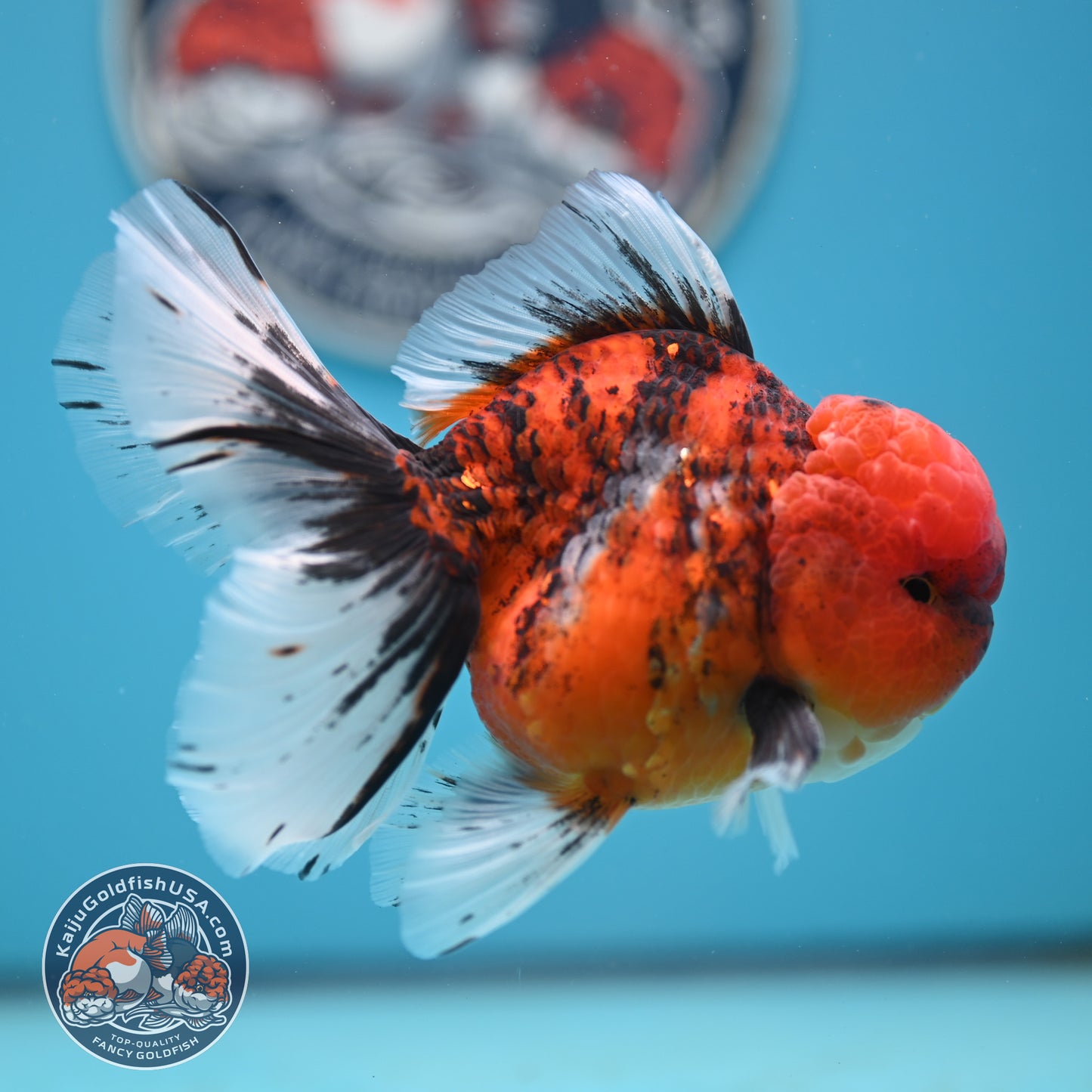 Tricolor Tiger Rose Tail Oranda 4 inches Body (250502_OR12)