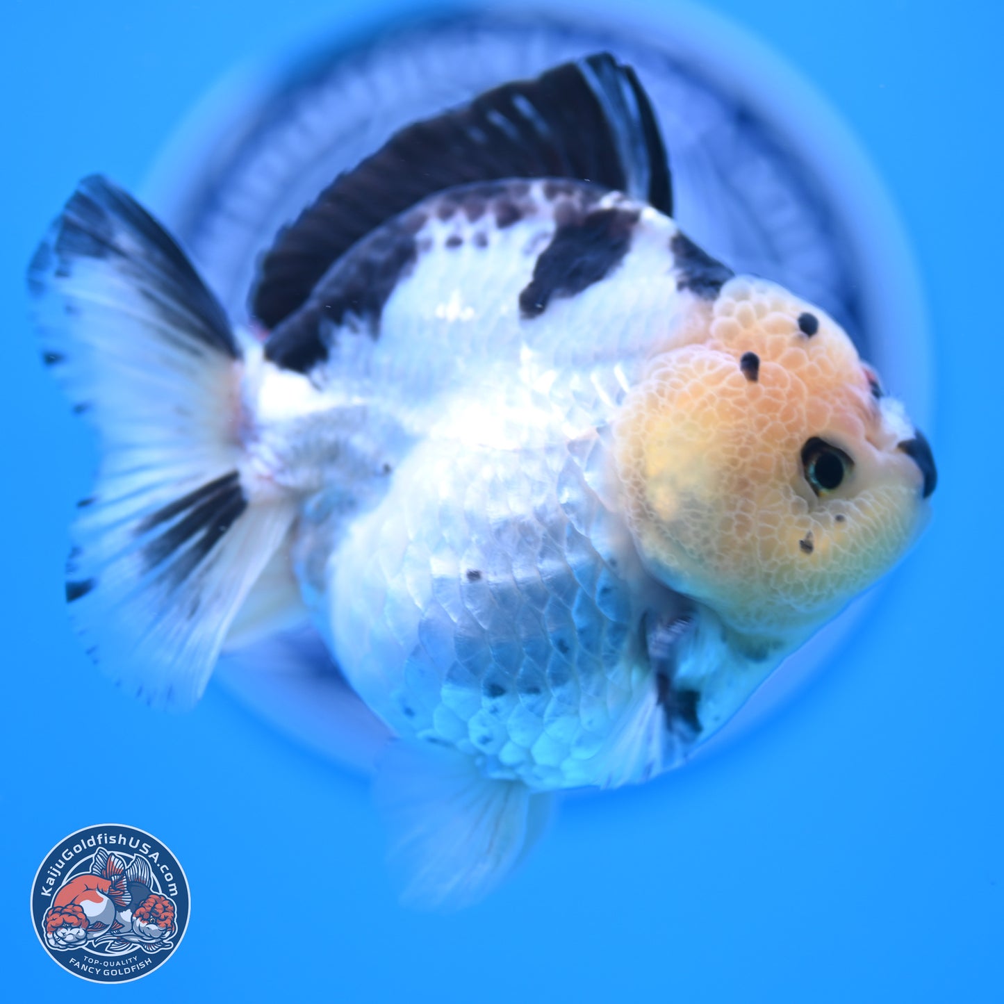 Tricolor YuanBao Oranda 3.5in Body (240816_OR12) - Kaiju Goldfish USA