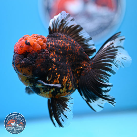 Heavy Ink Tiger Rose Tail Oranda 4-5.5 inches (240920_OR12) - Kaiju Goldfish USA