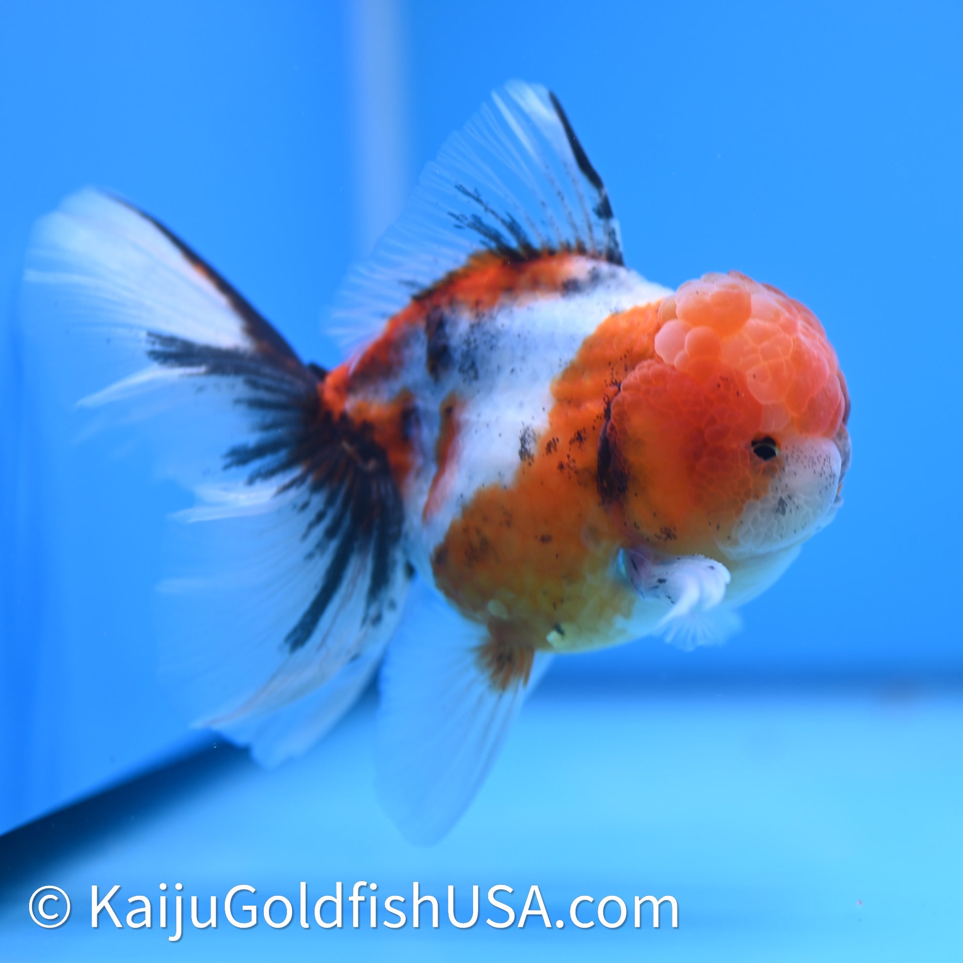 Tricolor Sakura Rose Tail Oranda 3.75in Body (240628_OR12) - Kaiju Goldfish USA