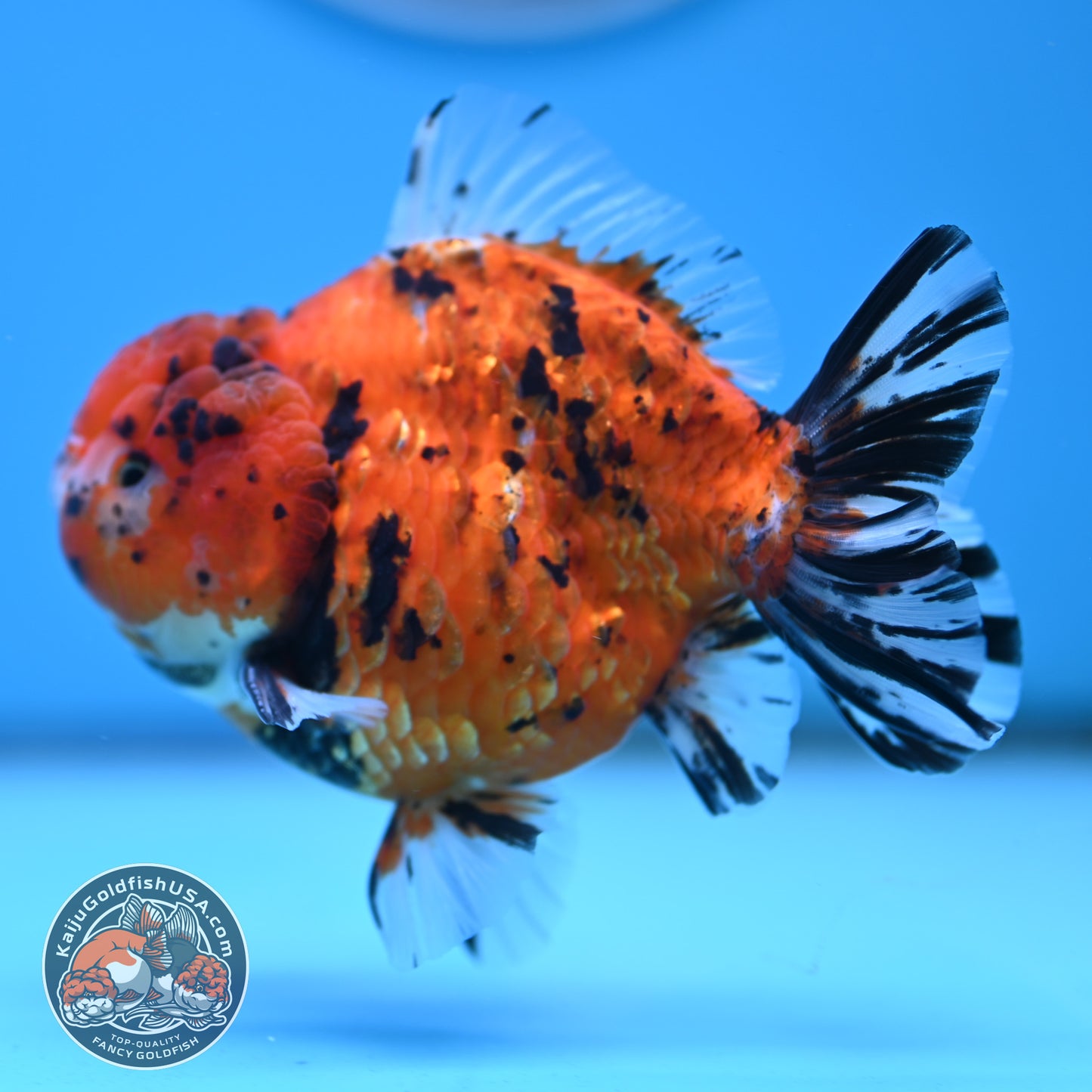 Shogun Tiger Oranda 4 inches Body - Male (250418_OR12)