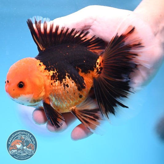 Butterfly Tail Apache Oranda 4 inch Body (250919_OR12)