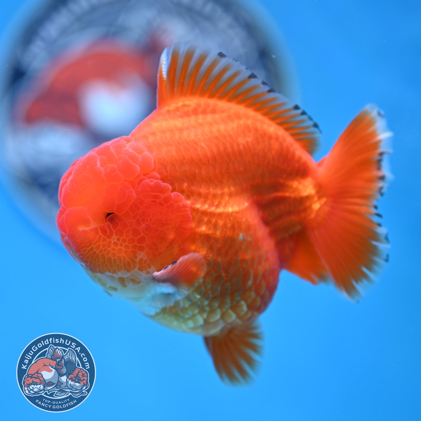 Red White YuanBao Oranda 3.75 inches Body (250516_OR12)