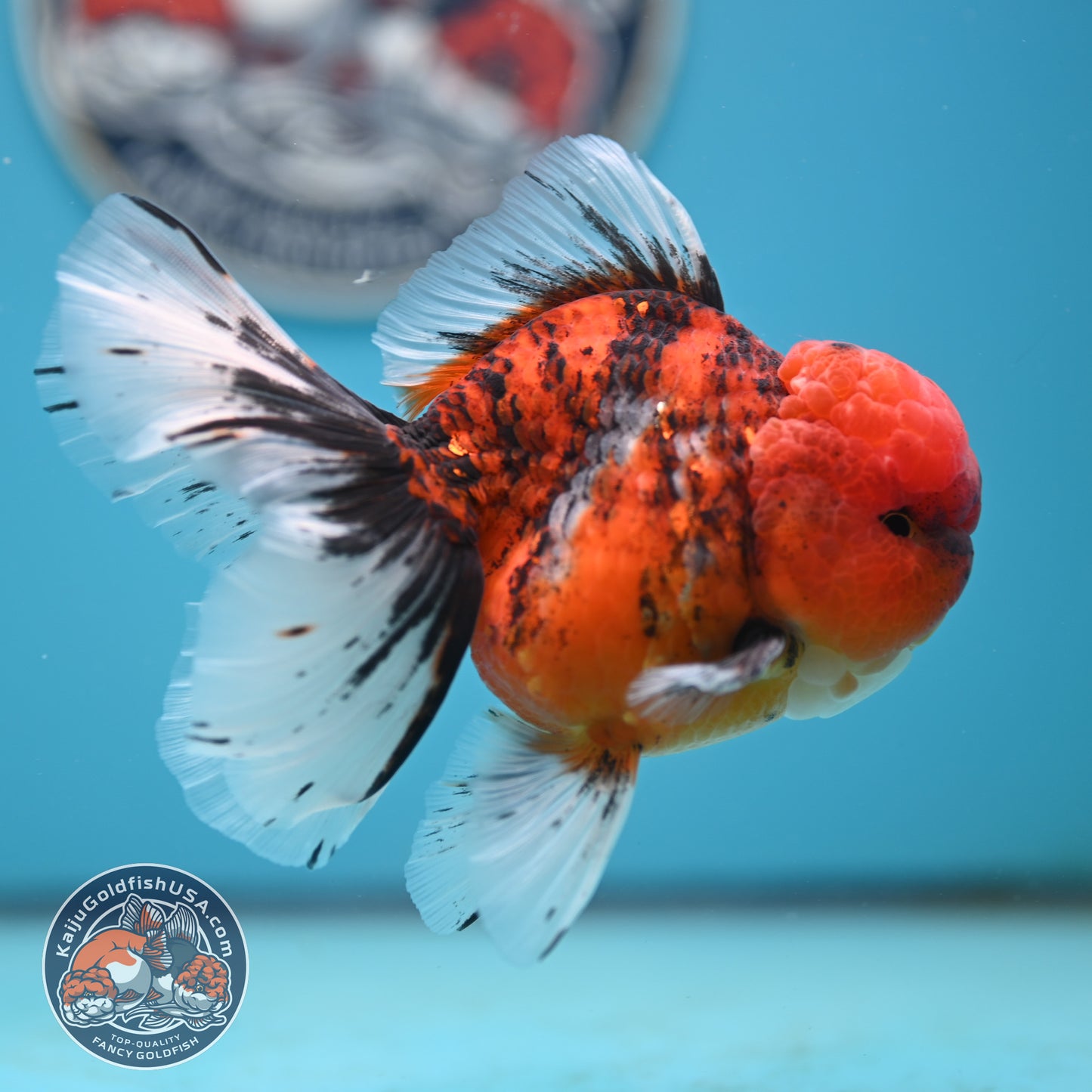 Tricolor Tiger Rose Tail Oranda 4 inches Body (250502_OR12)