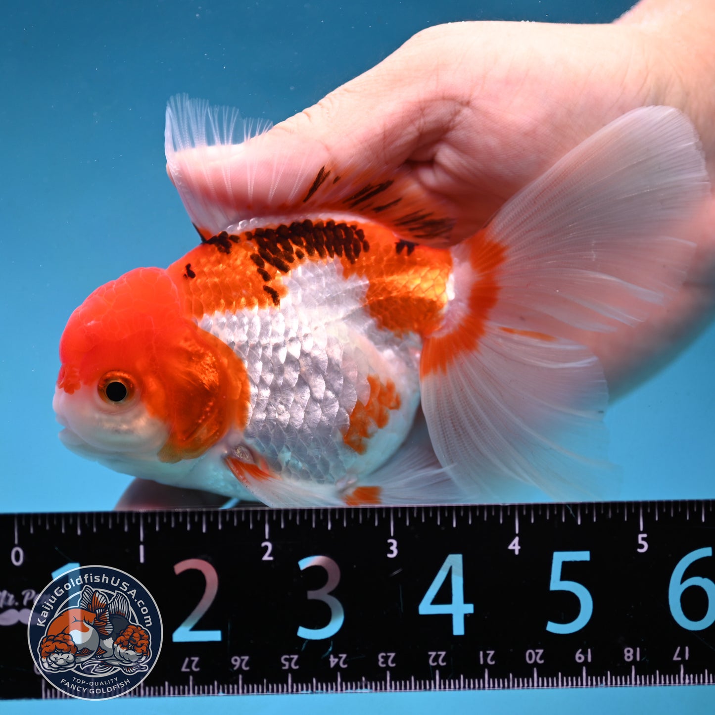 Tricolor Rosetail Oranda 3.5 inch Body (250926_OR12)