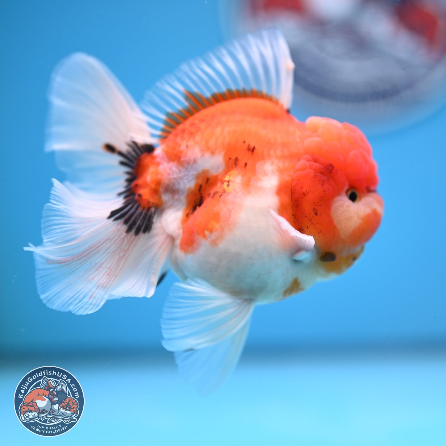 Tricolor Sakura Rose Tail Oranda 3.5 inches Body - Male(250228_OR12)