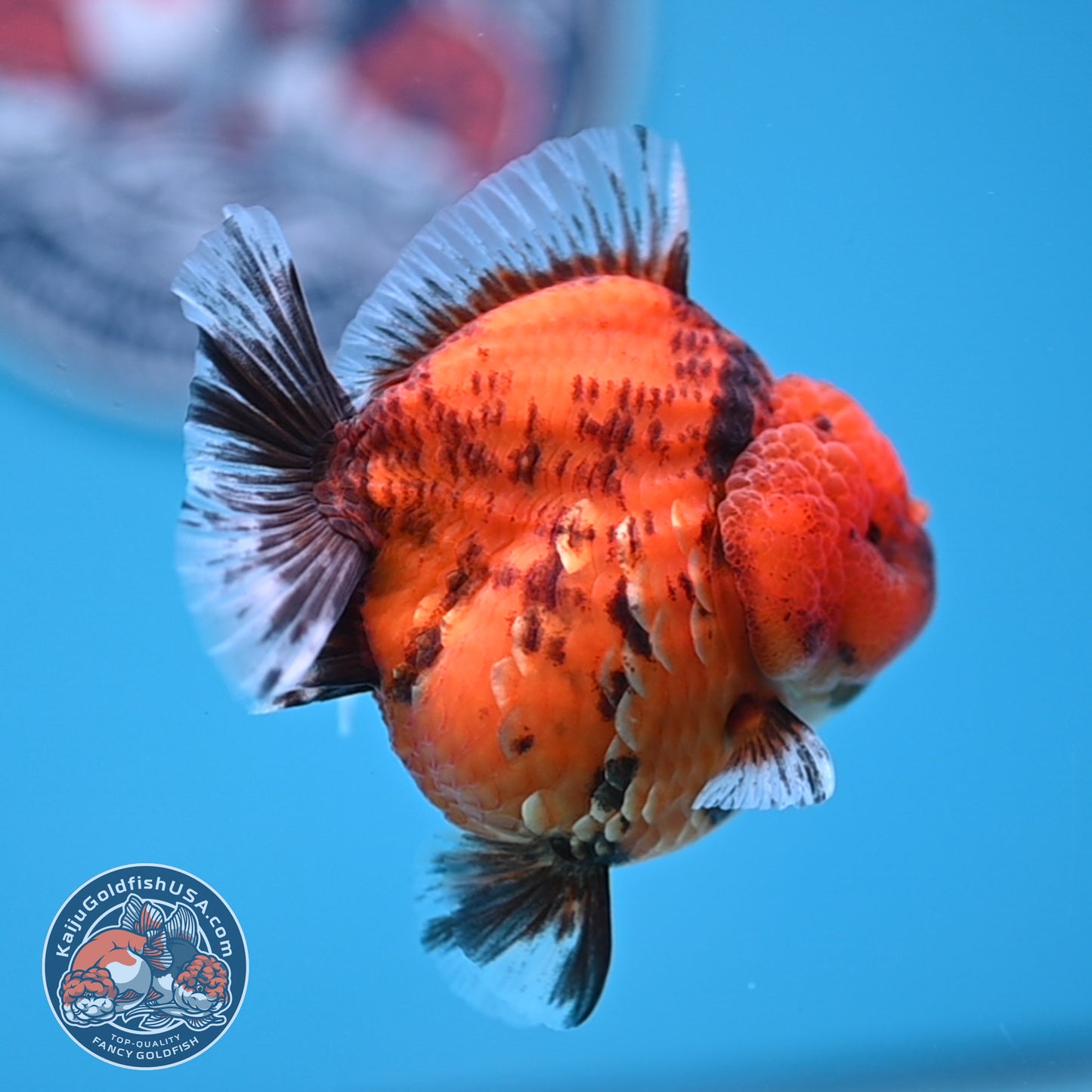 Shogun Tiger Oranda 3.25 inches Body (250530_OR12)