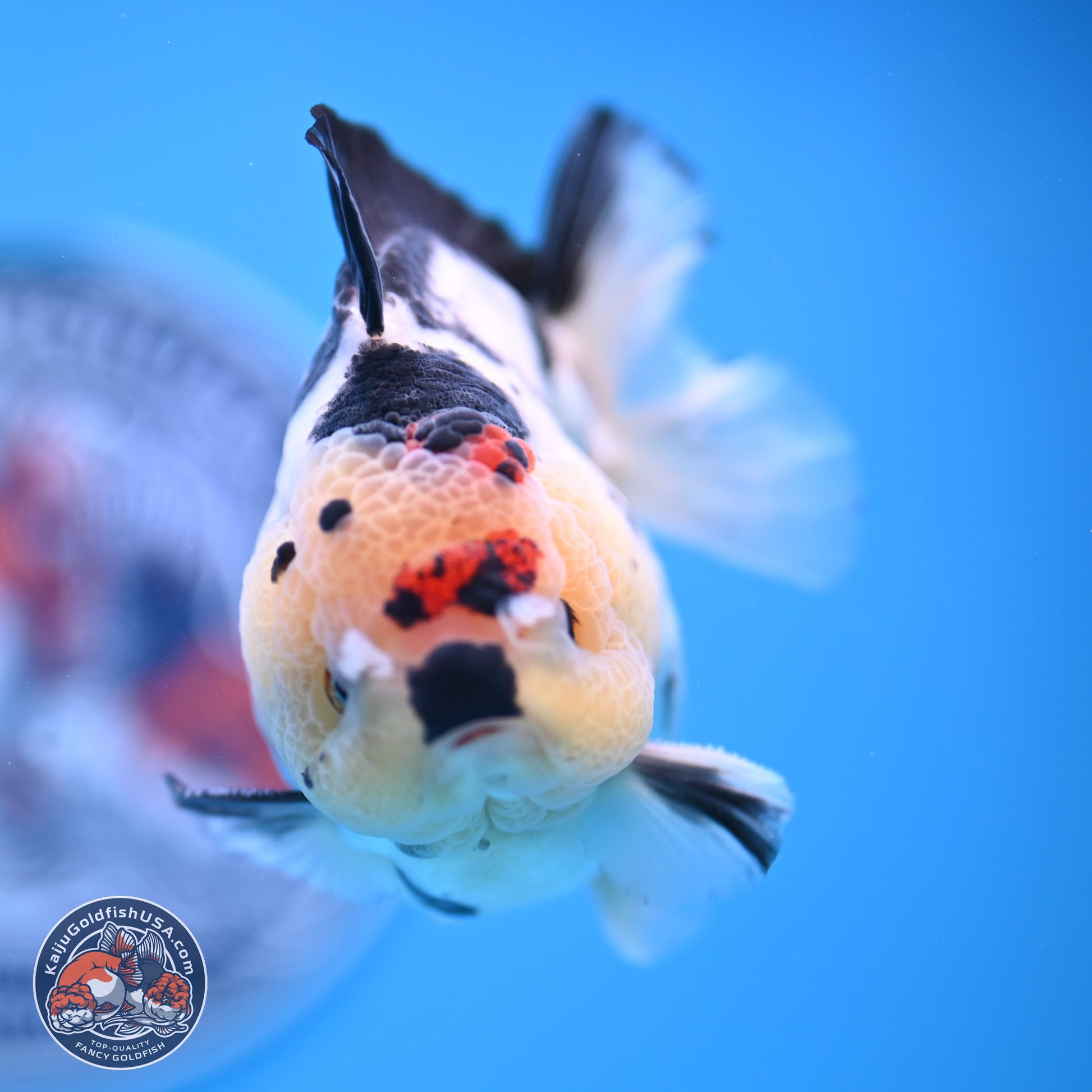 Tricolor YuanBao Oranda 3.5in Body (240816_OR12) - Kaiju Goldfish USA