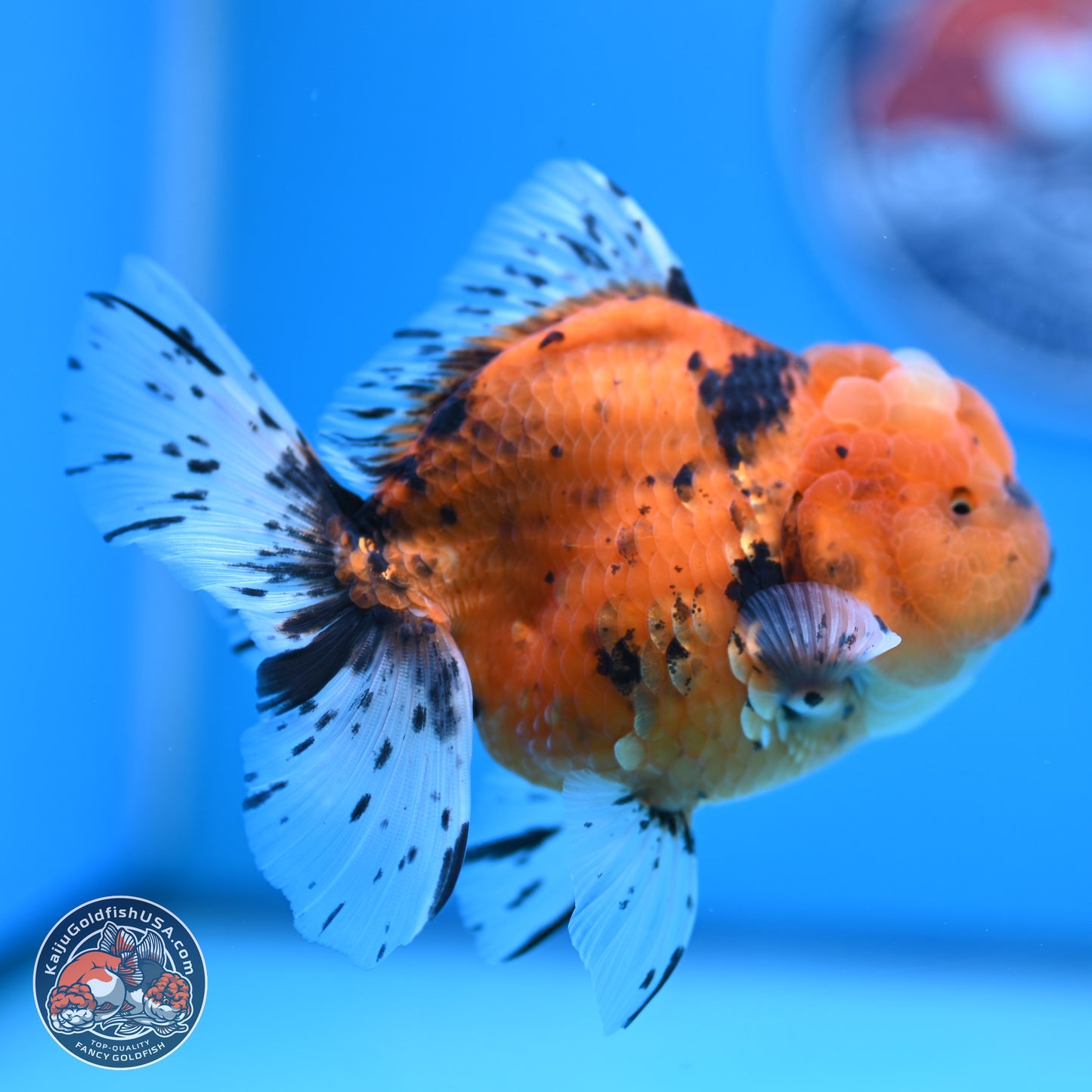 Shogun Tiger Rose Tail Oranda 3.5in Body (240802_OR12) - Kaiju Goldfish USA