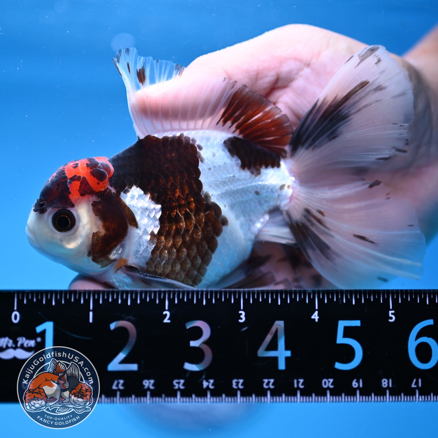 Tricolor Rose Tail Oranda 4 inch Body (251003_OR12)