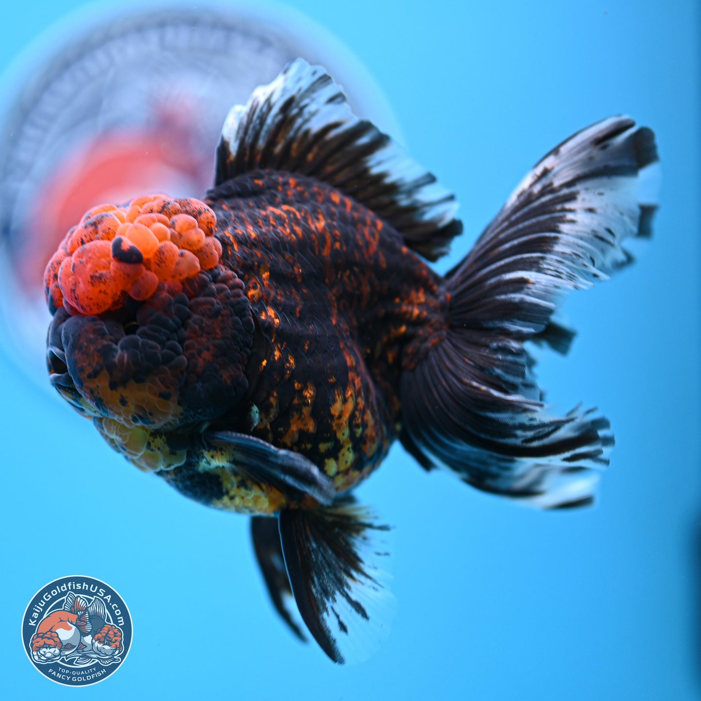 Heavy Ink Tiger Rose Tail Oranda 4-5.5 inches (240920_OR12) - Kaiju Goldfish USA