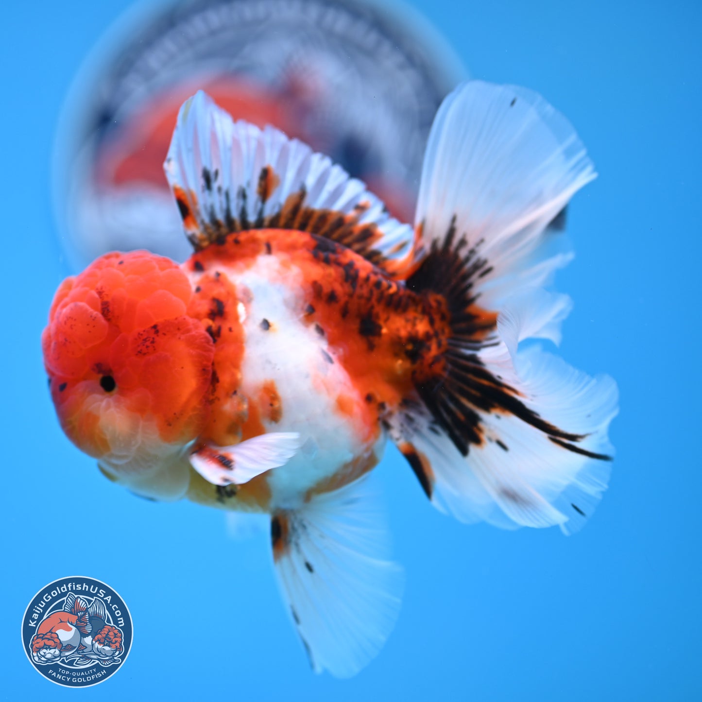 Tricolor Sakura Rose Tail Oranda 3.5 inches Body - Male (250314_OR12)