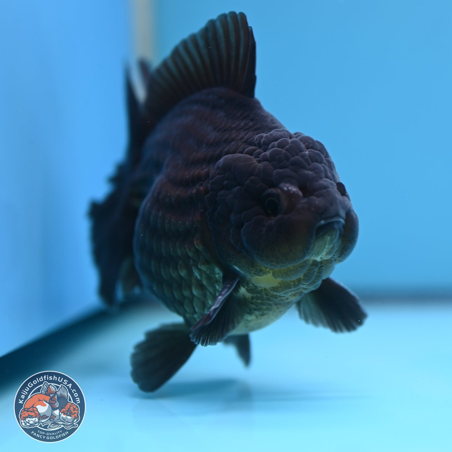 Black YuanBao Oranda 4 inches Body - Male (250307_OR12)