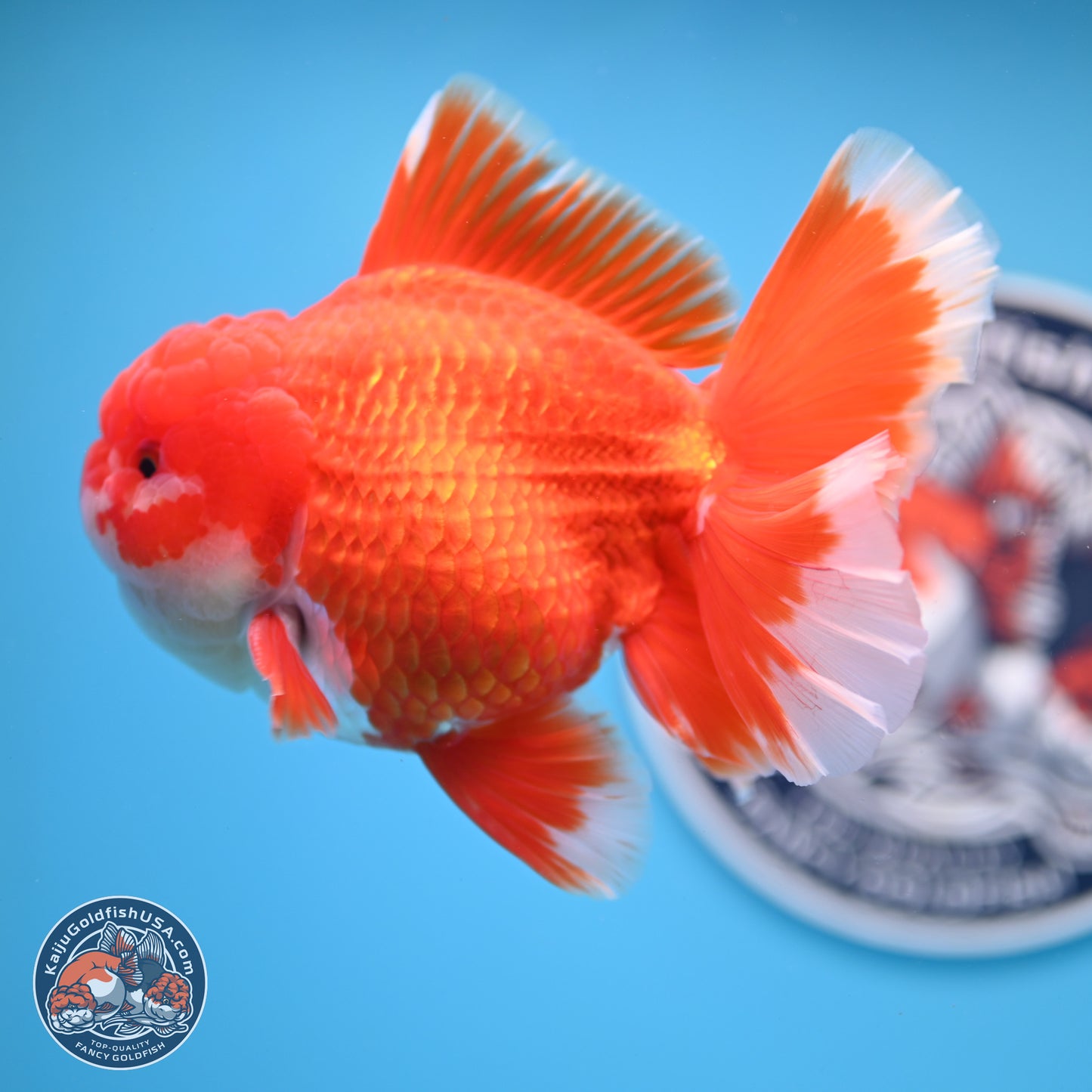 SHOW GRADE - Red White Orchid Tail Oranda 4.5 inches Body - Male (250214_OR12)