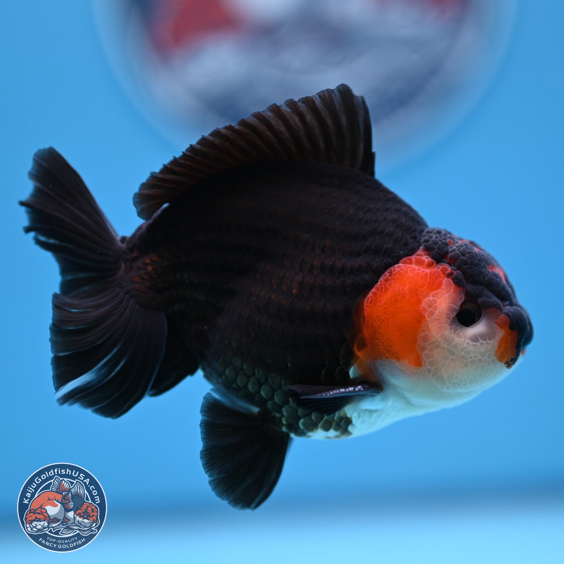 Tricolor Oranda 3.5-4.5 inches (240913_OR12) - Kaiju Goldfish USA