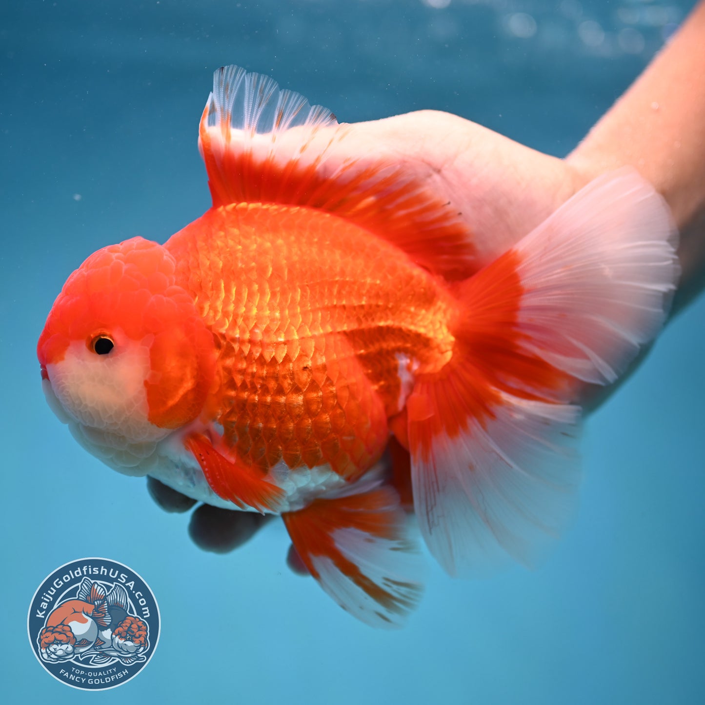 Rose Tail Red White Oranda 4.5 inch Body (250912_OR12)