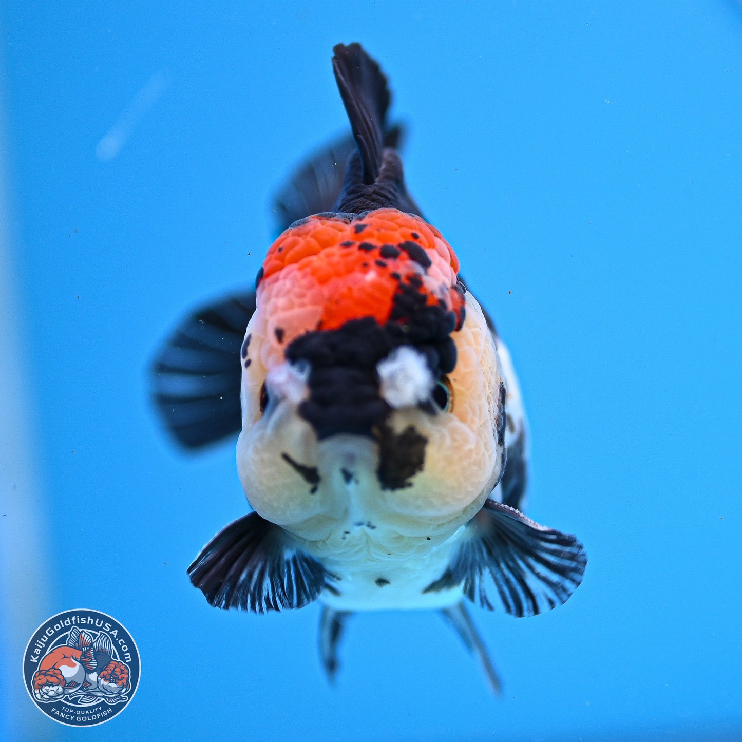 Tricolor YuanBao Oranda 3.5in Body (240830_OR12) - Kaiju Goldfish USA