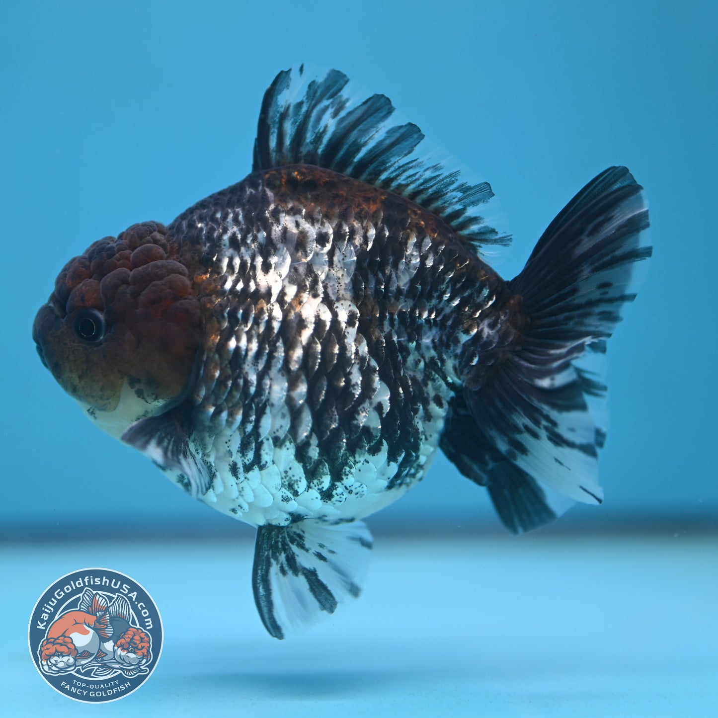 Shogun White Tiger Oranda 4 inches Body (250606_OR12)