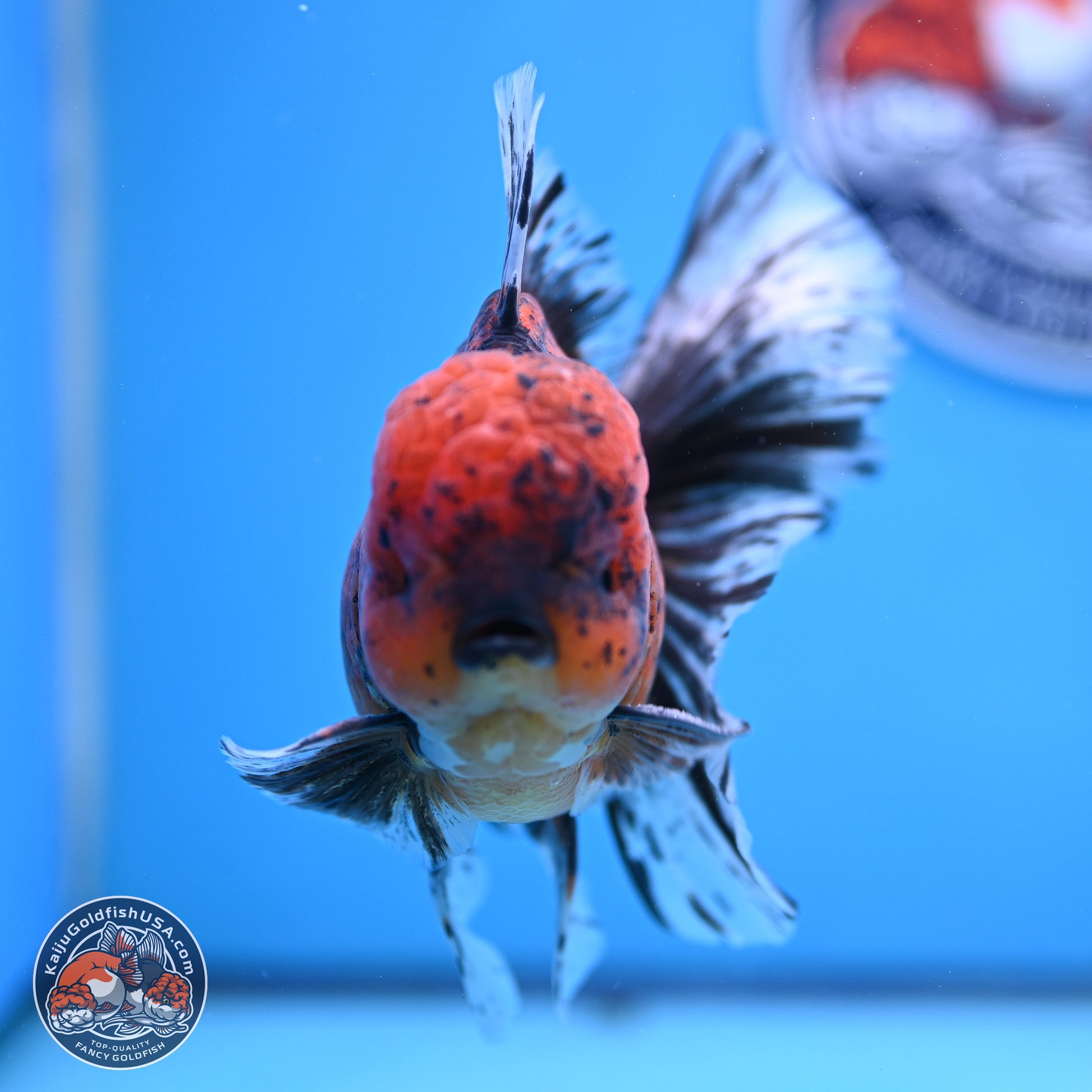 Tiger Rose Tail Oranda 6 inches - Male (241129_OR12) - Kaiju Goldfish USA