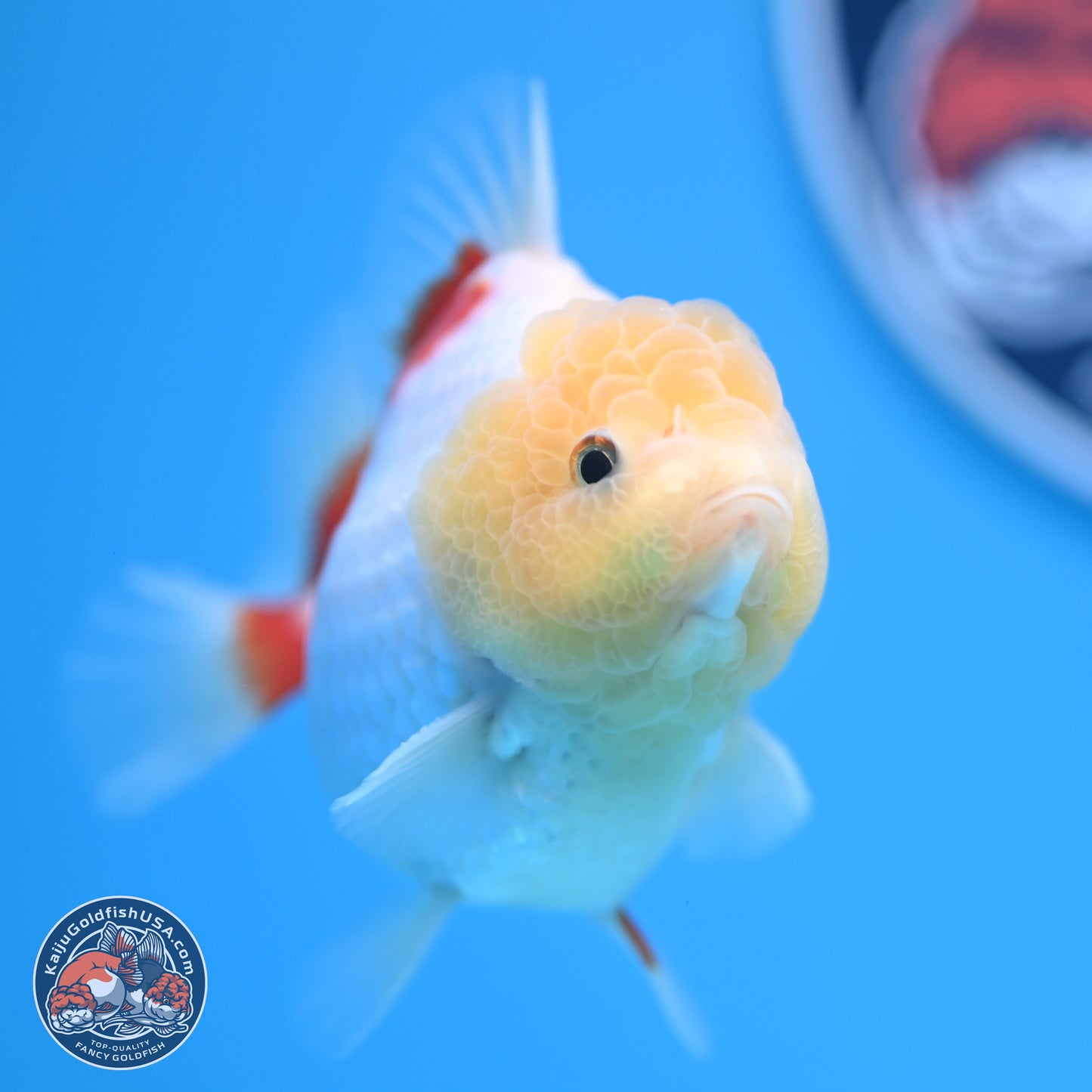 Lemon Head Red White YuanBao Oranda 4 inches (241018_OR12)