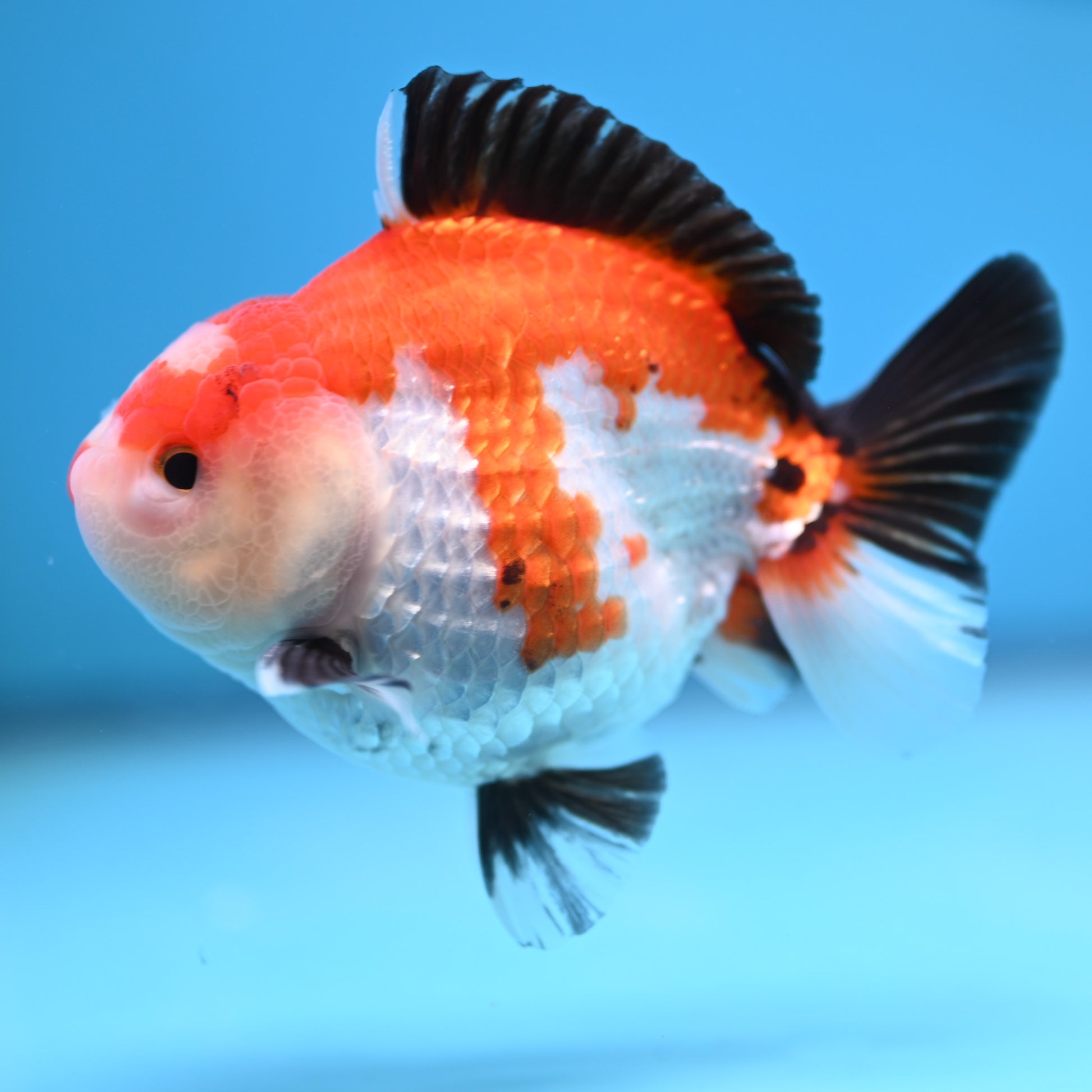 Tricolor Oranda 3.5-4 inches (241011_OR12) - Kaiju Goldfish USA