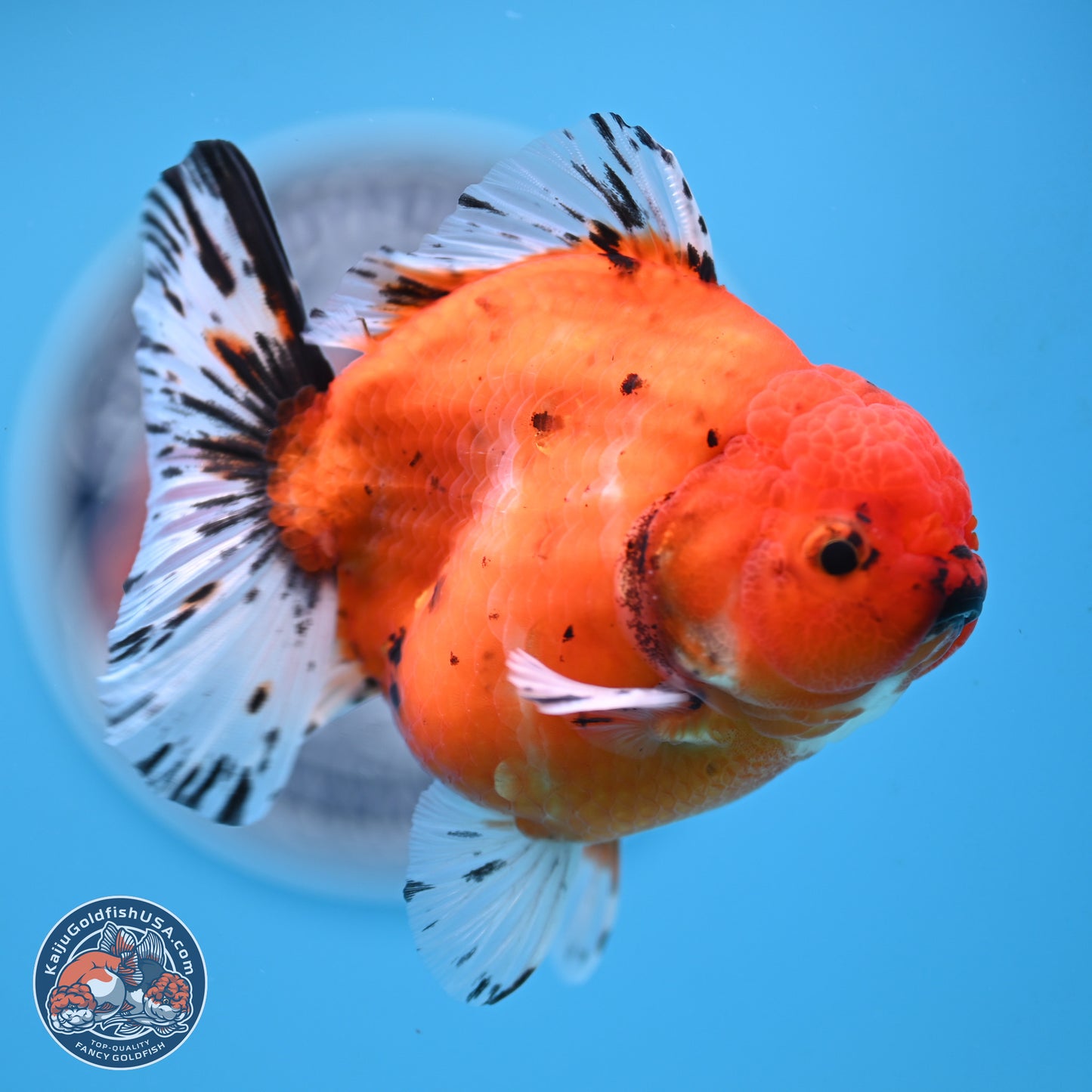 Shogun Tricolor Sakura Oranda 3.75 inches Body - Male (250131_OR12)