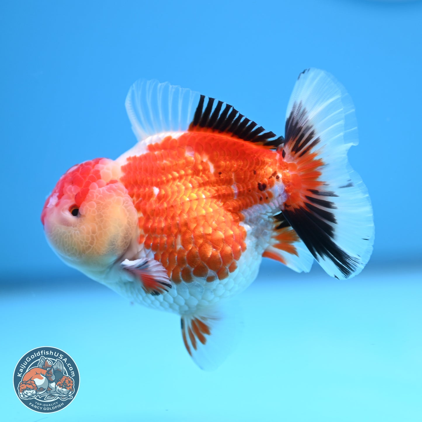 Tricolor Oranda 3.5 inches Body - Male (241227_OR12) - Kaiju Goldfish USA