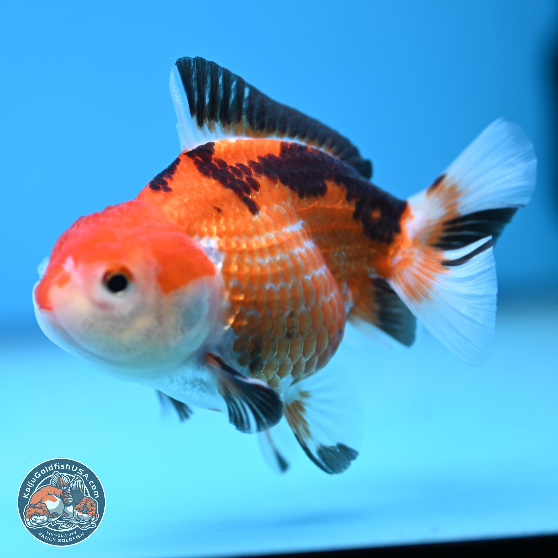 Tricolor Deer Spots Oranda 3.5-4 inches (241004_OR12) - Kaiju Goldfish USA