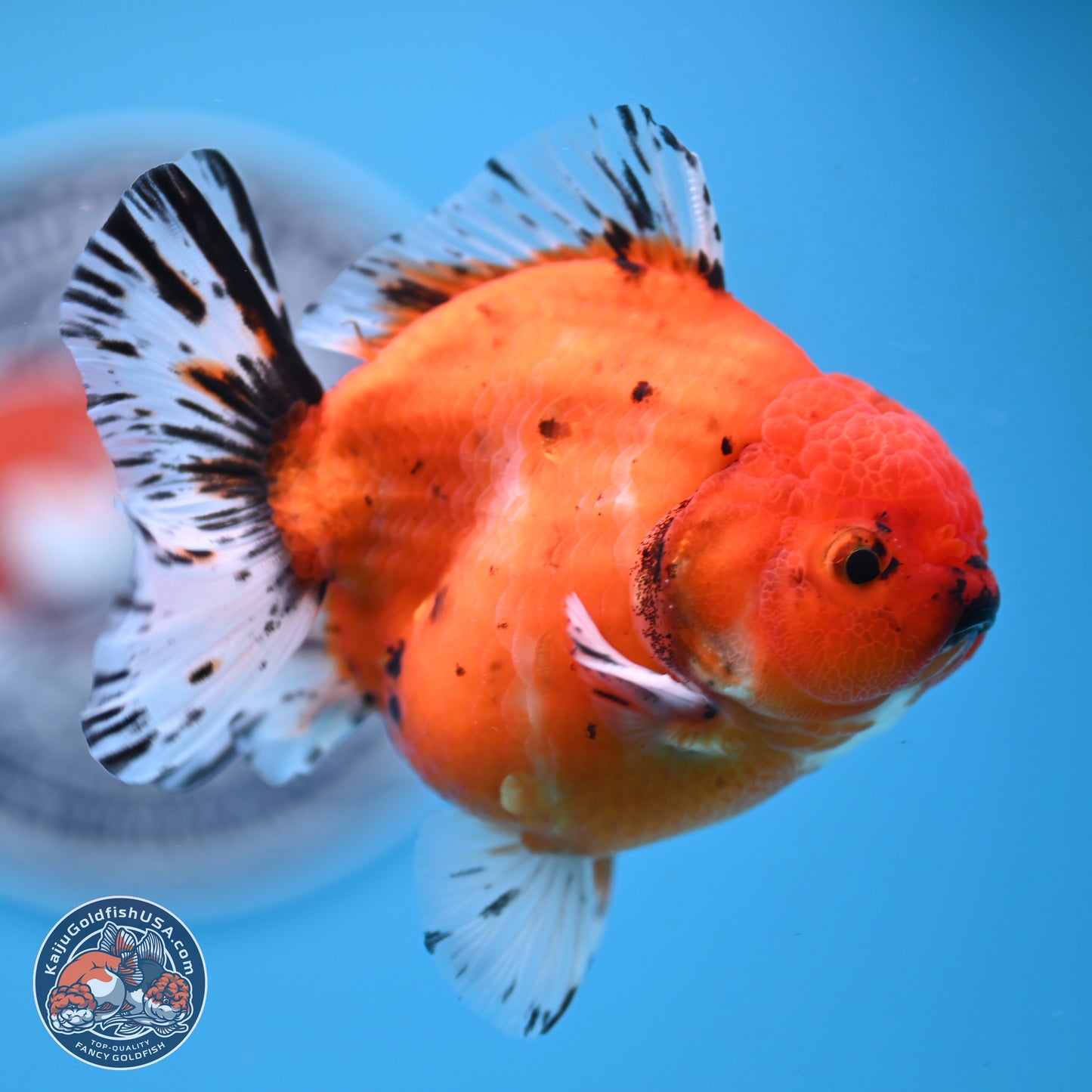 Shogun Tricolor Sakura Oranda 3.75 inches Body - Male (250131_OR12)