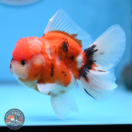 Tricolor Sakura Rose Tail Oranda 3.5 inches Body - Male(250228_OR12)
