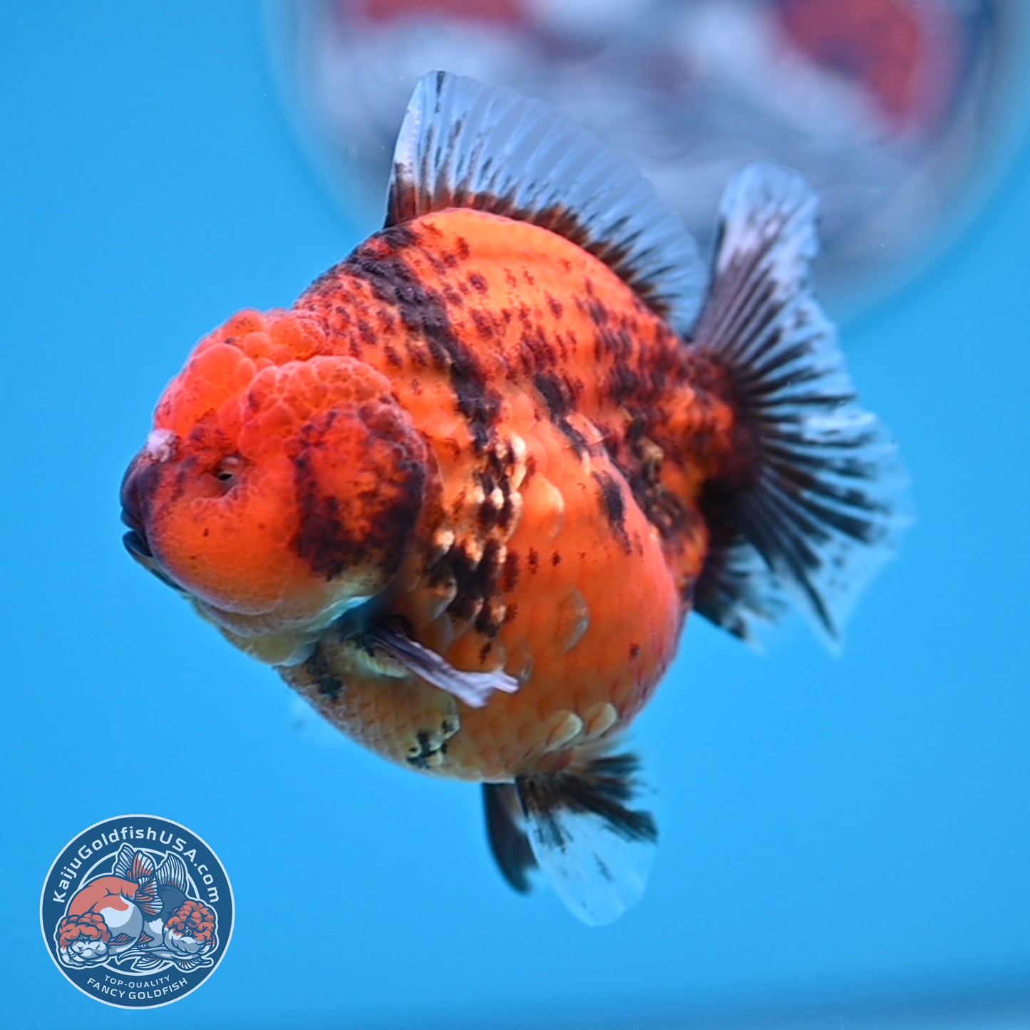 Shogun Tiger Oranda 3.25 inches Body (250530_OR12)
