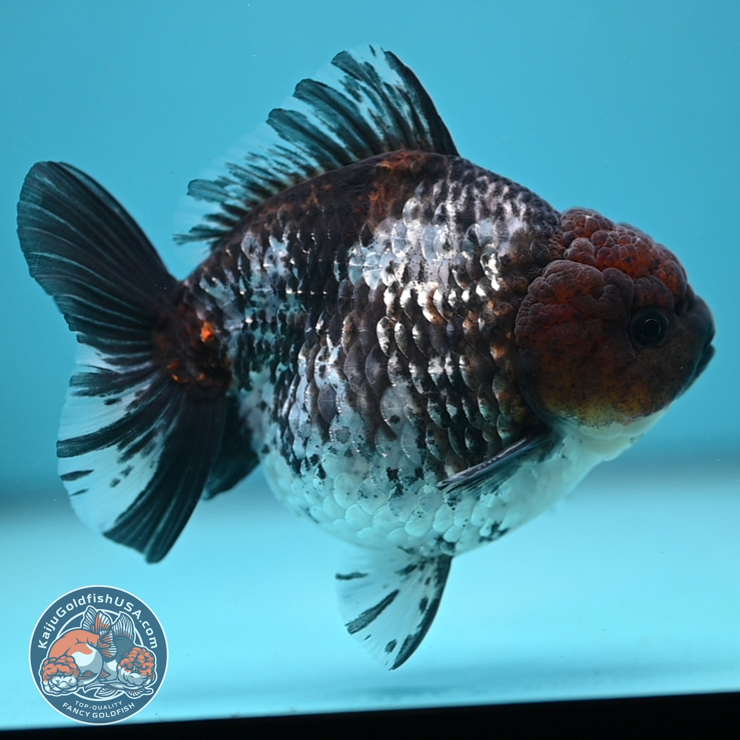 Shogun White Tiger Oranda 4 inches Body (250606_OR12)