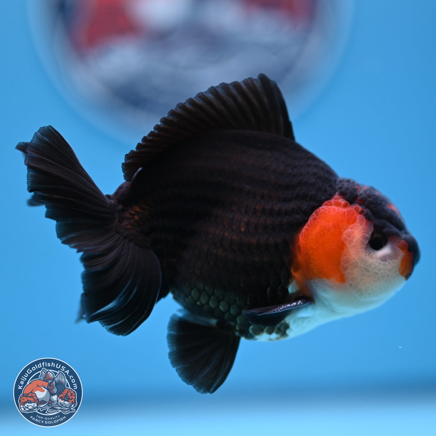 Tricolor Oranda 3.5-4.5 inches (240913_OR12) - Kaiju Goldfish USA