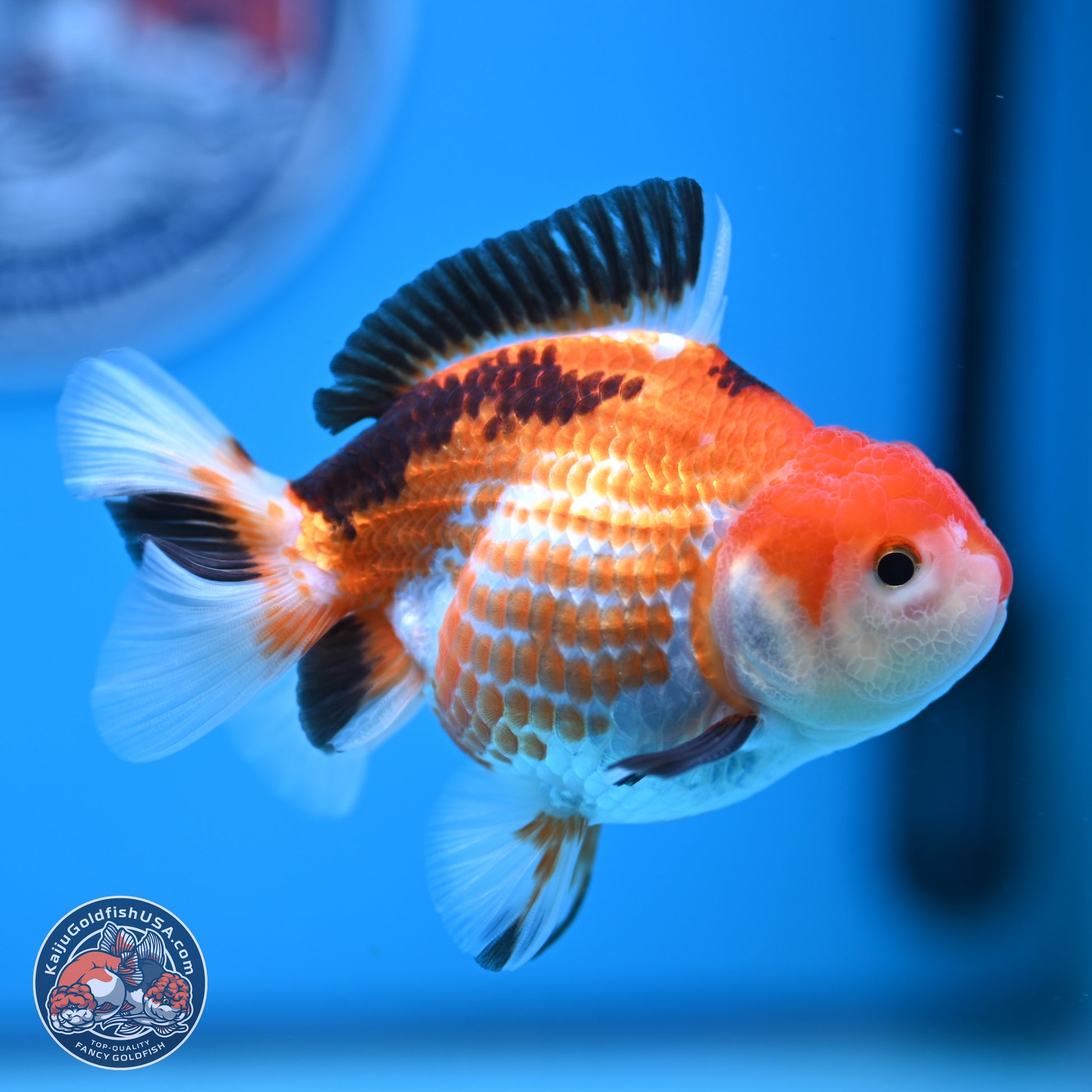 Tricolor Deer Spots Oranda 3.5-4 inches (241004_OR12) - Kaiju Goldfish USA