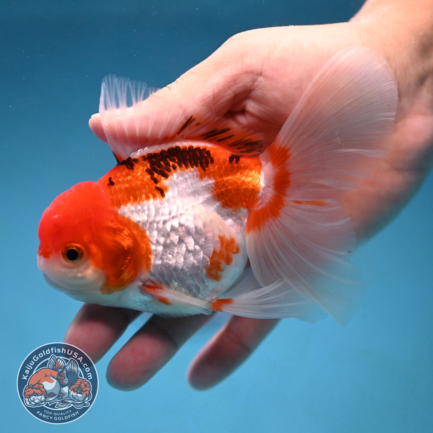 Tricolor Rosetail Oranda 3.5 inch Body (250926_OR12)